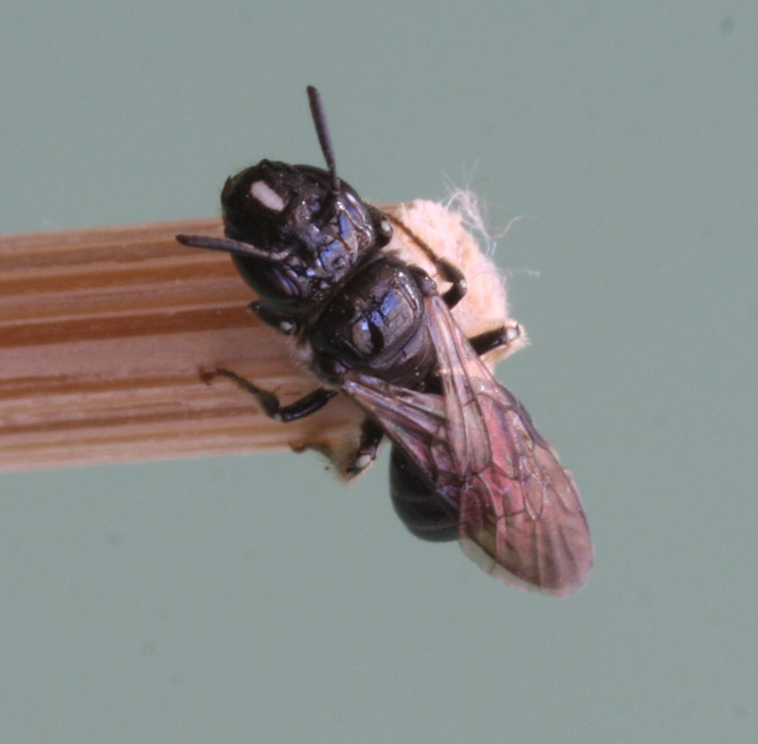 Apidae  Xylocopinae: Ceratina cucurbitina